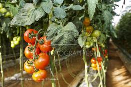 Image du Maroc Professionnelle de  Avec l'introduction des cultures sous abris serres, la région de Dakhla est devenue en très peu de temps célèbre pour ces productions de fruits et légumes destinés à l’export.  Sous d’immenses serres, la production des tomates en grappes bénéficie d’un climat phénoménalement ensoleillé, tempéré et régulier, Mardi 21 Novembre 2006. (Photo / Abdeljalil Bounhar) 